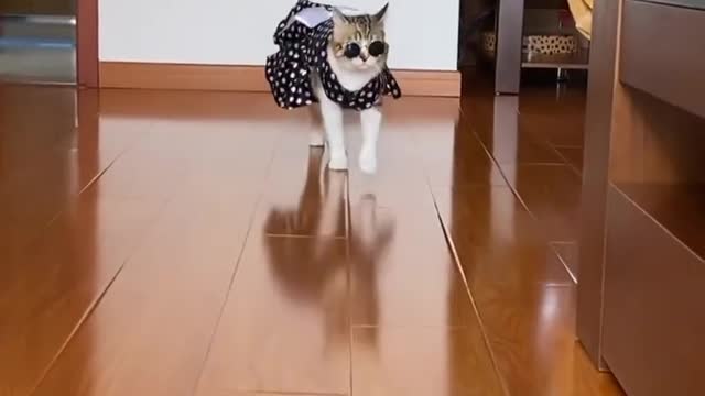 Cross dressing show of Chinese cats