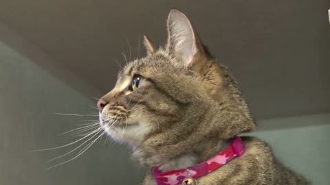 Cat Playing with String Toy