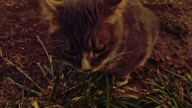 Cats eat grass