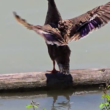 Duck shakes its plumage in slow motion / beautiful bird.