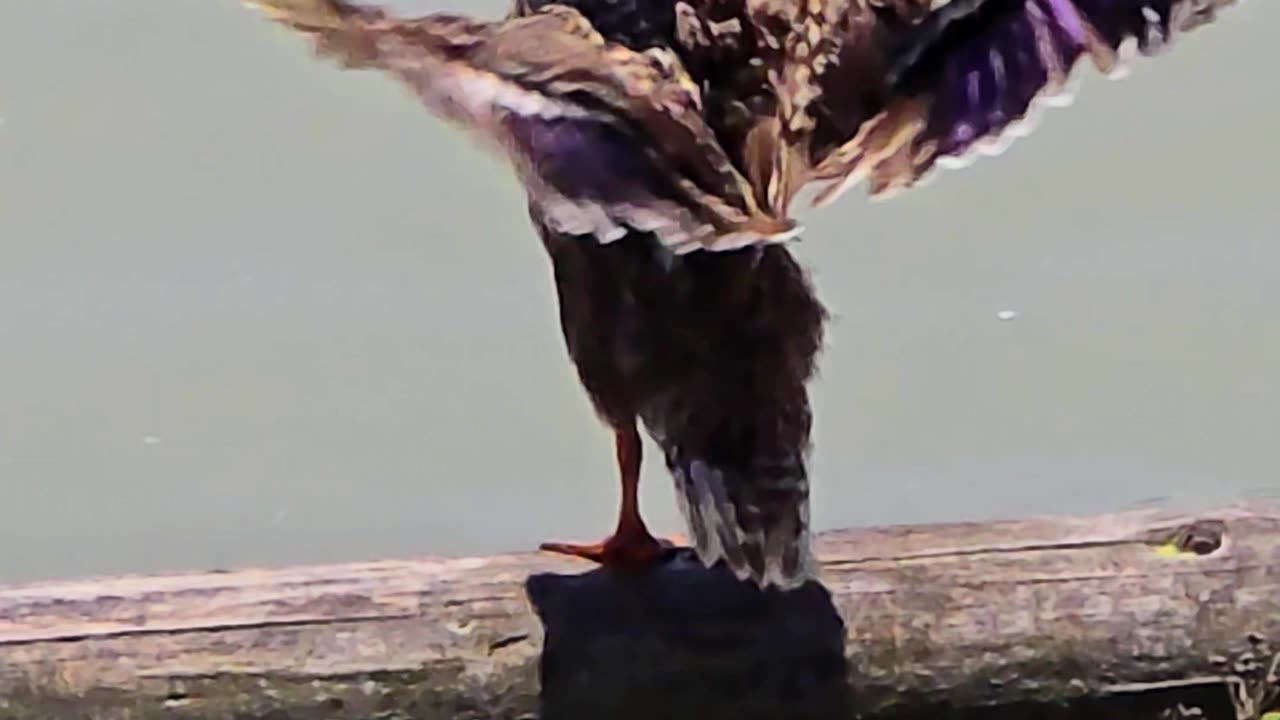 Duck shakes its plumage in slow motion / beautiful bird.