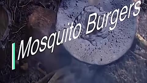 Mosquito Burgers?