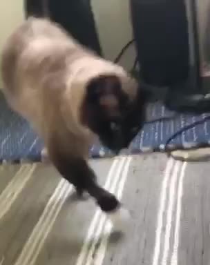 My Siamese Cat Was Operated On in 2020 For Brain Cancer With Terrible Side-Effects!