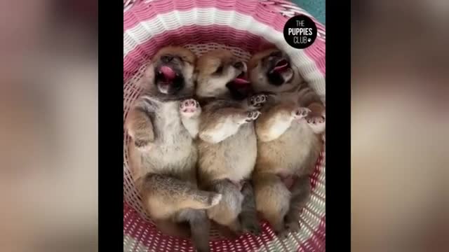 Funny , Cute And Smart Animals | Try To Not Laugh | Funny And Crazy Animals Compilation