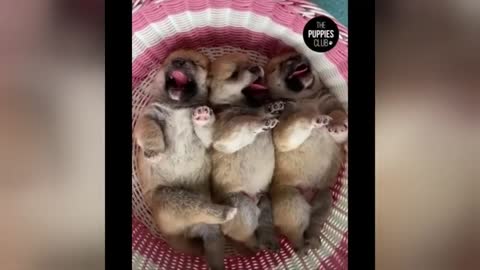 Funny , Cute And Smart Animals | Try To Not Laugh | Funny And Crazy Animals Compilation