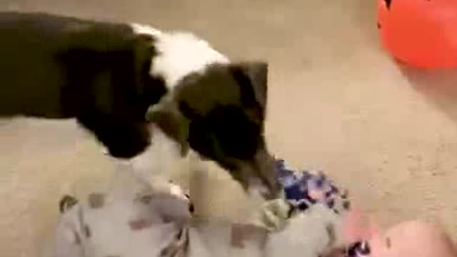 Funny dog and funny baby video.