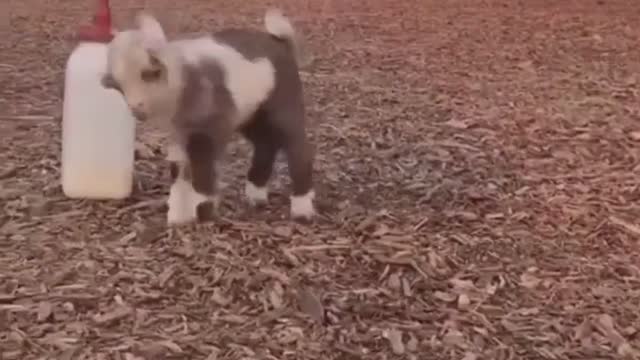 wildanimalsdoingthings - Baby goat does a dance #BornToGlow #goat #cute #animals #foryou