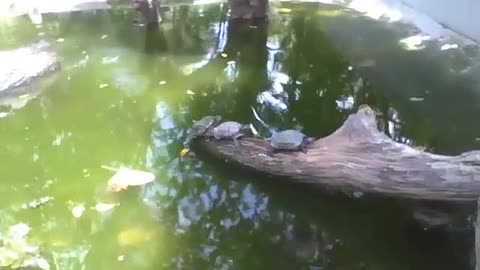 3 turtles relax on a tree trunk in the lake in the park [Nature & Animals]