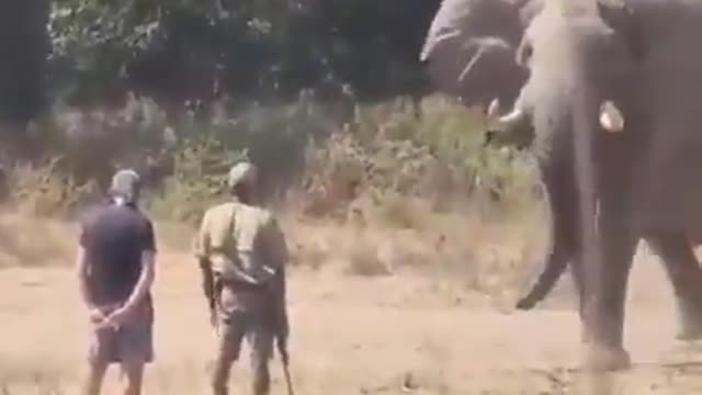 What to do when charged by an elephant