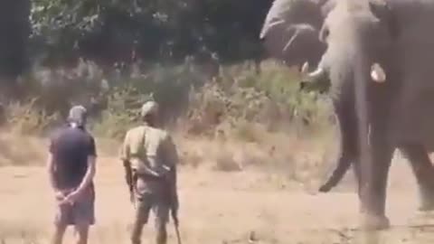 What to do when charged by an elephant