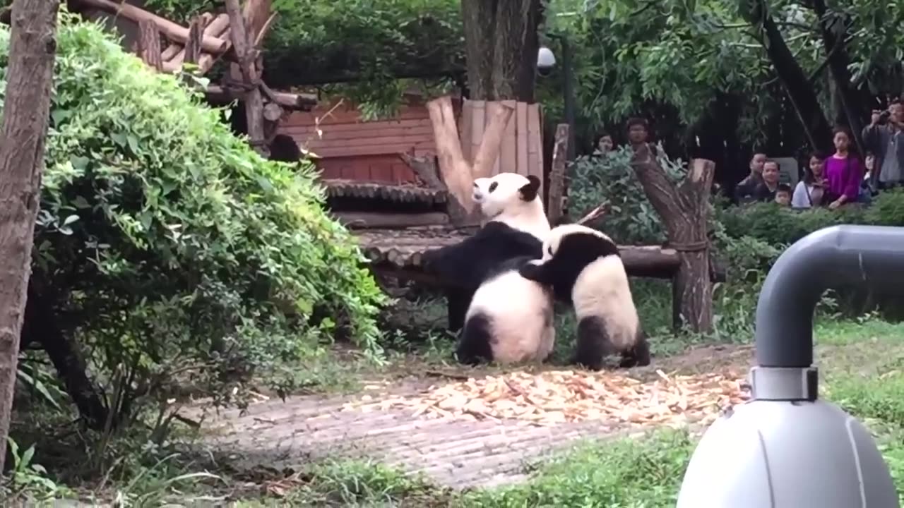 panda funny