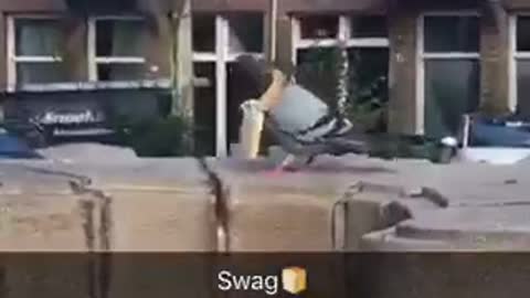 Pigeon with bread on neck