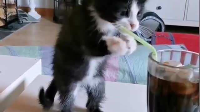 Kitten trying to drink soda with a straw