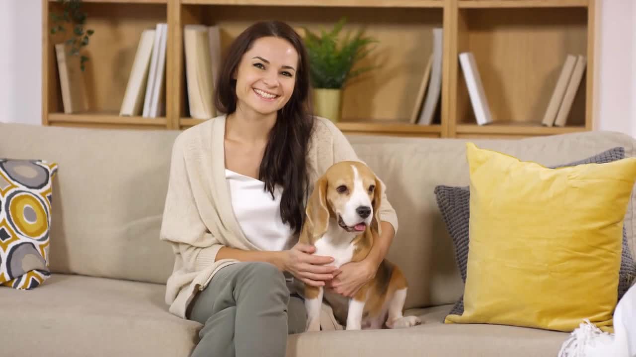 Young beautiful brunette woman petting cute beagle dog, looking at camera