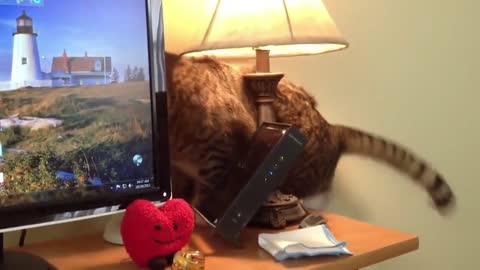 Clumsy cat falling from the table, very funny