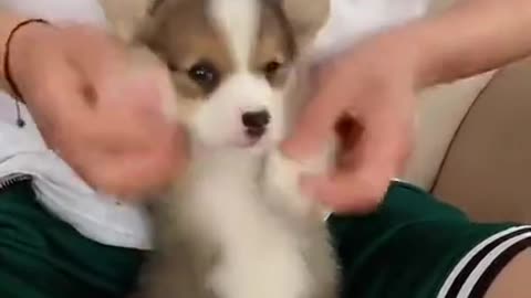 Cute dog with cute voice