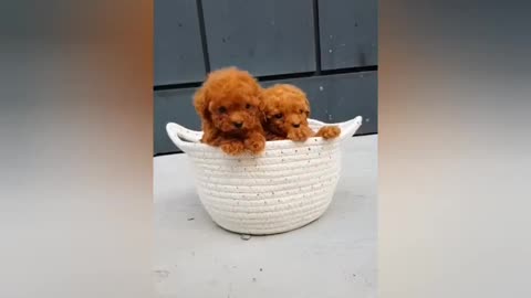 cute and funny puppies #3