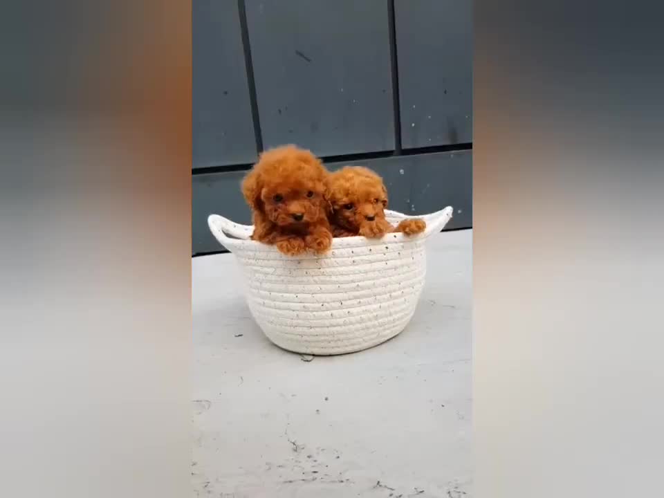 cute and funny puppies #3