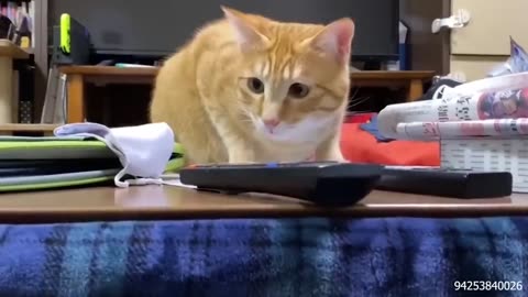 Cat Comedy Central: The Ultimate Funny Cat Video