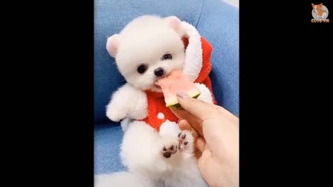 Cute Dog