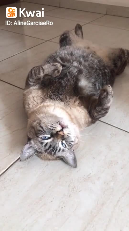 the cat doesn't catch the mouse anymore