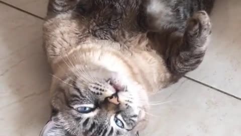 the cat doesn't catch the mouse anymore