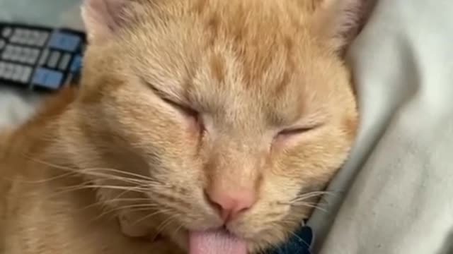 Funny cat sleep #TSUDTV