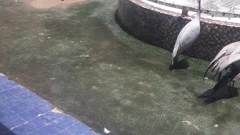 Mini Zoo at Hospital