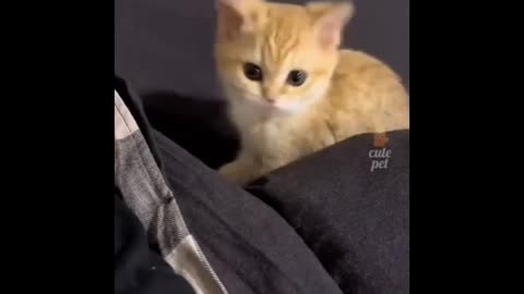 Pets comedy