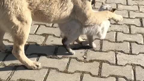 Two faithful friends