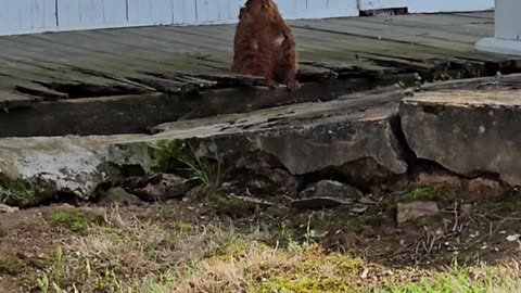 Groundhog Does Morning Meditation