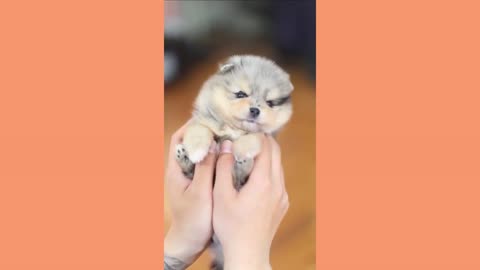 Adorable, Cutest young pup dog