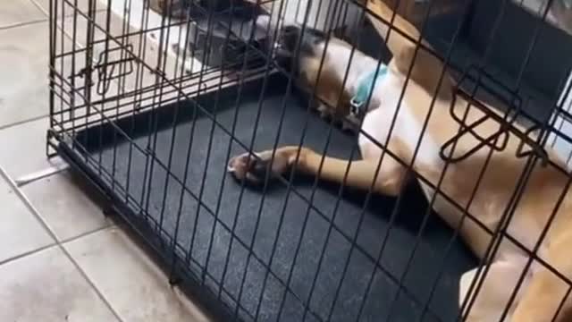 A smart funny dog