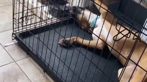 A smart funny dog