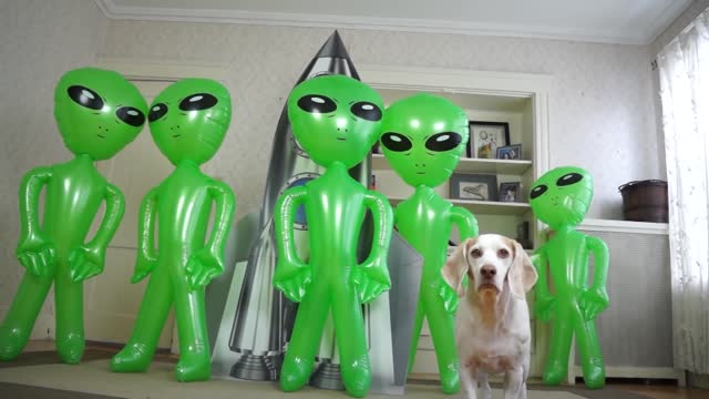 Dog Unimpressed by Alien Invasion: Funny Dog Maymo