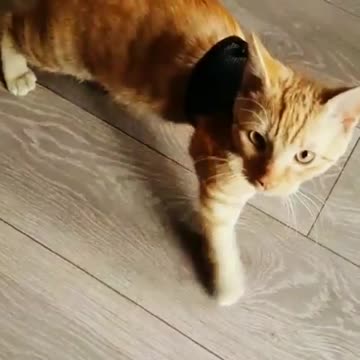 Caty Looking for her Missing Tail