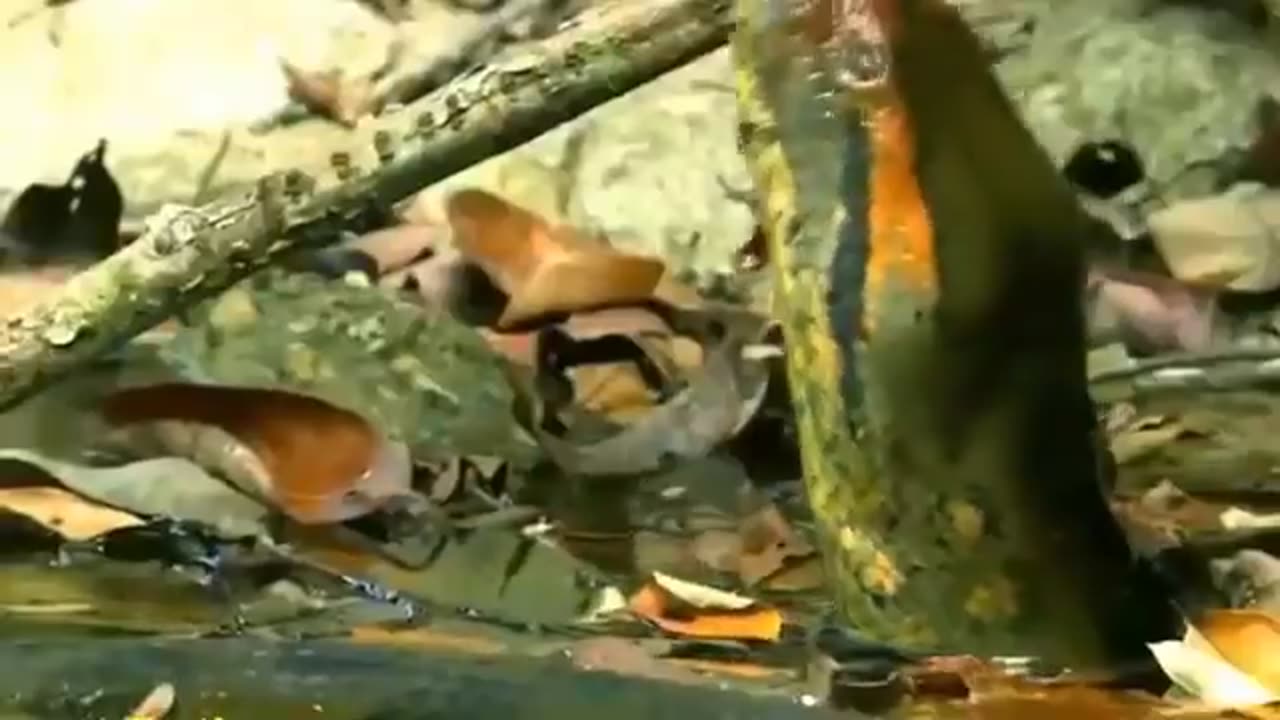 GIANT ANACONDA 😲😱