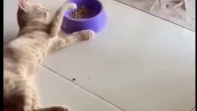 Funny Cat videos of 2021