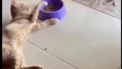 Funny Cat videos of 2021