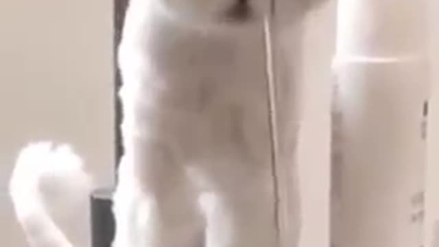 # Cute pets) try not to laugh challenge @animals #dog #Shorts