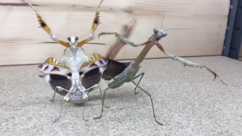 Gangster Insects - Real OG thugs