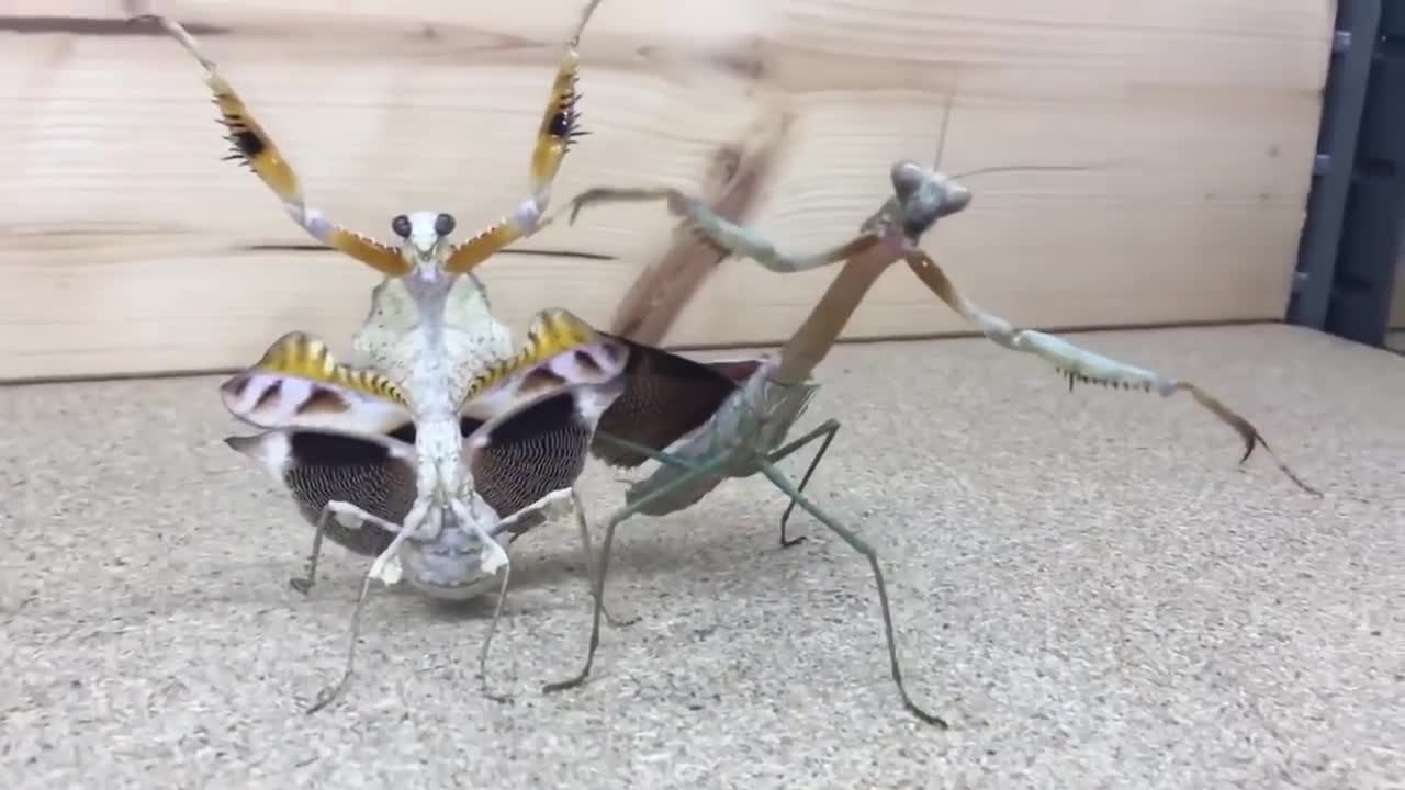 Gangster Insects - Real OG thugs
