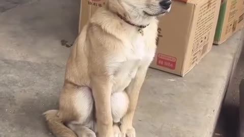 🐾🤣 Animal Antics: The Funniest Pets on the Planet! 😆 Part 64
