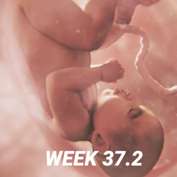 This Look Inside The Womb Could CHANGE MINDS On Abortion | WATCH