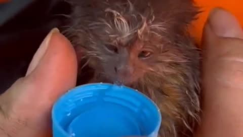 Baby Marmoset Rescued by Brazilian Firefighters