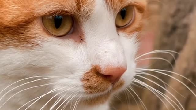 Cat video cat my cat