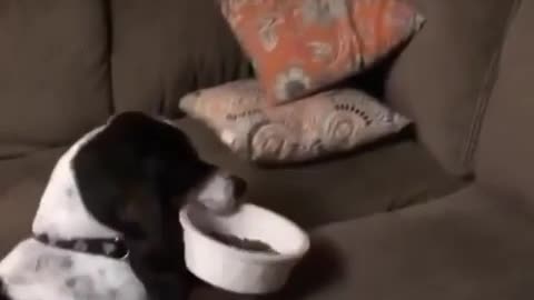 Big puppy taking his dish to the bed