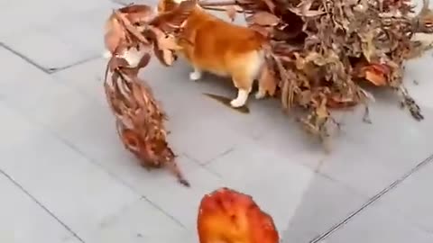 Funny Video 🤣