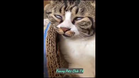 FUNNY ANIMALS VIDEOS $ FUNNIEST CATS AND DOGS