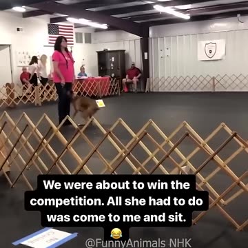 Funny cat and dogs 😂😂